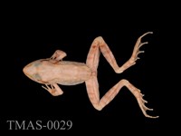 Montane brown frog Collection Image, Figure 1, Total 12 Figures